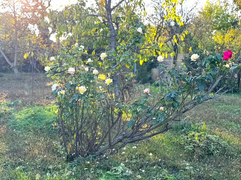 Pest megye - Szigetszentmiklós