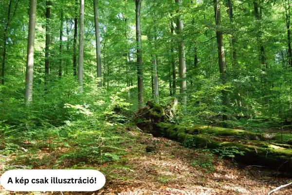Eladó Erdő, Délegyháza 49.9 M Ft