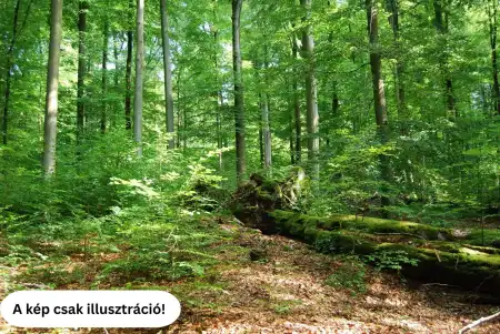 Eladó mezőgazdasági ingatlan, Délegyháza 49.9 M Ft