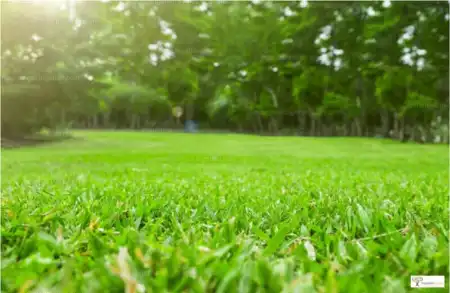 Eladó telek, Ráckeve 2543 m² 1.25 M Ft